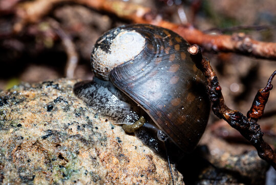 A snail with a dark, naturally patterned, textured shell, crawling on a damp rock surface in a forest or wilderness area.