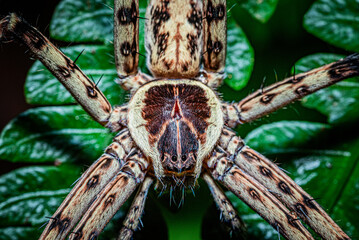 Huntsman spiders in the wild. These spiders are also known by other names such as cane spiders or giant crab spiders.