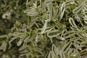 Fototapeta premium Snow-on-the-Mountain Plant with Variegated White and Green Leaves and Small Flowers