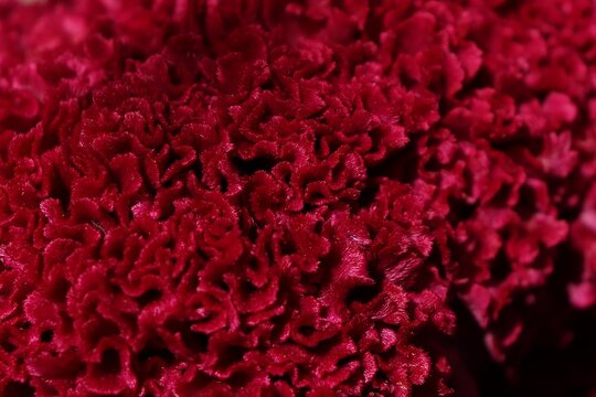 Vibrant Red Cockscomb Flower Macro Texture
