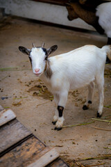 Fototapeta premium Cute Young White Goat Standing and Looking at Camera on Dirt Floor