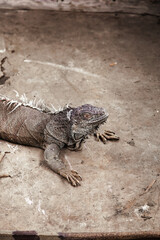 Grey Iguana Lizard Full Body Profile on Concrete Ground