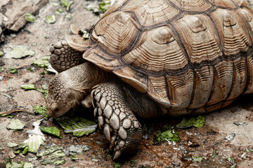 Large Sulcata Tortoise Foraging and Eating Lettuce on Rough Ground