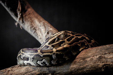 Burmese Python Coiled Around Tree Branch with Dark Background
