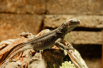 Brown Rock Iguana Lizard Posing on Wood Against Stone Wall