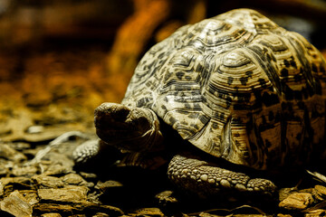 Low Angle Close Up of Leopard Tortoise Head and Shell in Dark Setting
