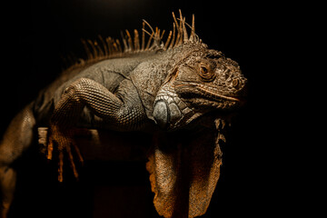 Dramatic Low Angle Portrait of Iguana Lizard in Dark Setting