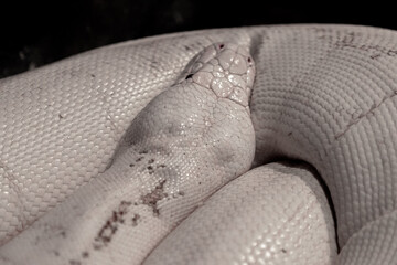 Close Up of Albino Python Snake Head Coiled on Light Body