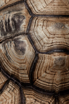 Abstract Close Up of Radial Growth Lines on Tortoise Shell