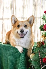 Festive Corgi Dog Portrait near Christmas Tree. Cheerful Companion for Christmas Season Celebration.