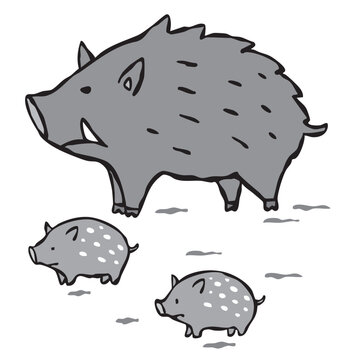 野生のイノシシの親子　猪　ウリ坊