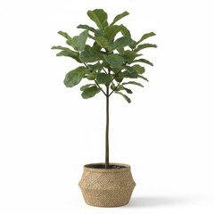 Small, potted ficus bonsai tree with green leaves and branches, isolated on a white background