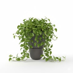 Fresh aromatic herb plant in a potted white ceramic container isolated on a clean white background
