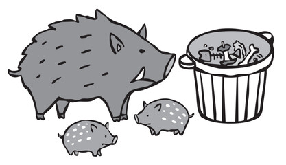 ゴミを漁るイノシシの親子　生ゴミ　野生　イノシシ