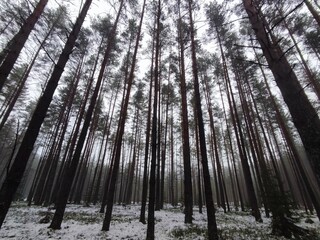 a beautiful, gloomy, mystical view of the thin, long, tall silhouettes of the trunks of coniferous trees, pine trees, against the backdrop of a gray, cloudy sky covered with clouds, and a forest, park