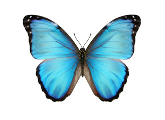 Obraz premium Vibrant Blue Butterfly With Intricate Wing Patterns And Detailed Texture Isolated On Black Background