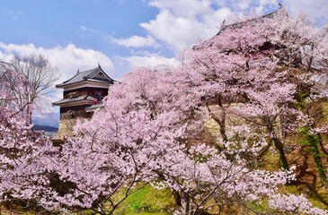 満開の桜につつまれる上田城