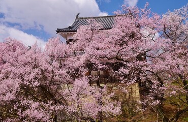 満開の桜につつまれる上田城