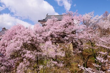 満開の桜につつまれる上田城