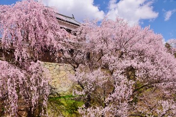 満開の桜につつまれる上田城