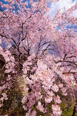 満開の桜につつまれる上田城