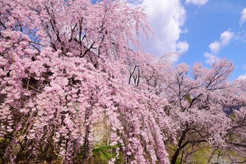 満開の桜につつまれる上田城