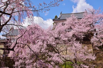満開の桜につつまれる上田城