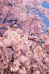 満開の桜につつまれる上田城