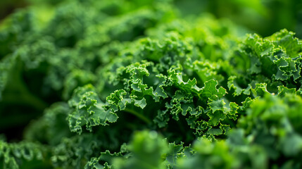 Fresh kale leaves in vibrant green colors ready for cooking or salads