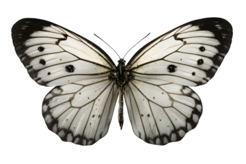 White butterfly with black markings and vein details, macro shot isolated on white background