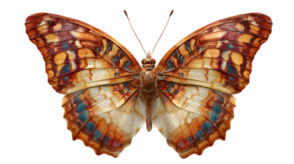 Detailed close-up of an orange and blue butterfly with intricate wing patterns isolated on white background