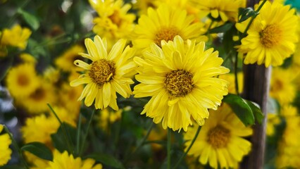 Bright yellow chrysanthemum flowers fields.