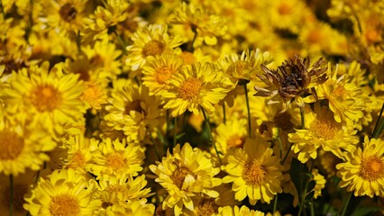 Bright yellow chrysanthemum flowers fields.