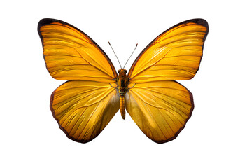 Fototapeta premium Vibrant yellow butterfly with detailed wings isolated against a dark background isolated on white background