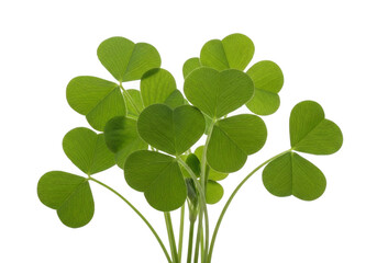 Vibrant green three-leaf clover cluster isolated on transparent background