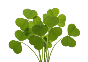 Vibrant green three-leaf clover cluster isolated on transparent background