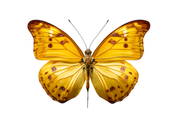 Close-up view of a bright yellow butterfly with brown spots on black background isolated on white background