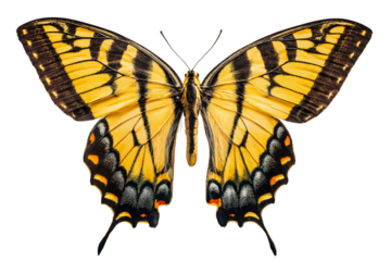 Close-up top view of a yellow and black butterfly with intricate wing patterns on black isolated on white background