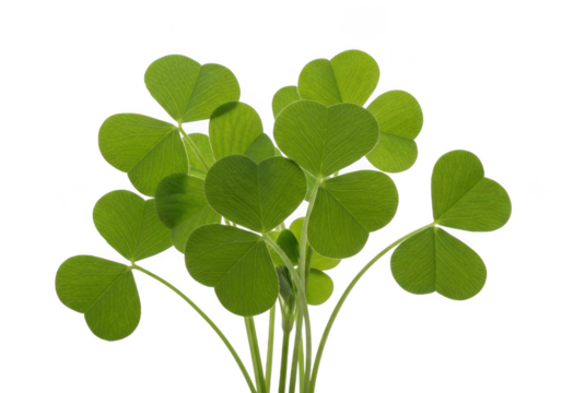 Vibrant green three-leaf clover cluster isolated on transparent background - Powered by Adobe