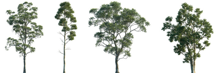 Set of 2 Eucalyptus saligna and 2 Eucalyptus globulus frontal isolated png in sunny daylight on a transparent background perfectly cutout © Viktoria