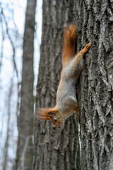 Obraz premium Squirrel climbing down a tree in a serene forest during early spring