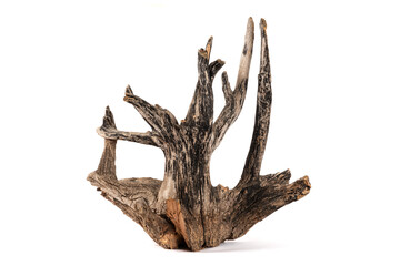 dry weathered root of tree isolated on white background