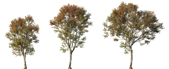 Set of autumn Morus alba (known as white mulberry, common mulberry and silkworm mulberry) frontal street trees isolated png in sunny daylight on a transparent background perfectly cutout