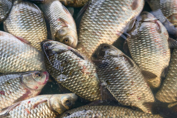 Rich good catch.Fresh river fish crucian carp on a counter at the market