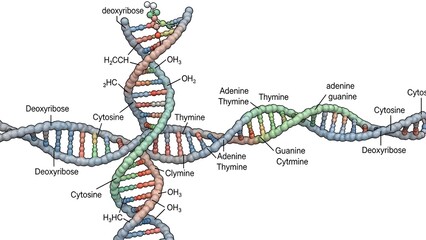 Detailed Dna Molecule Strands with Blue, Red, Green Elements