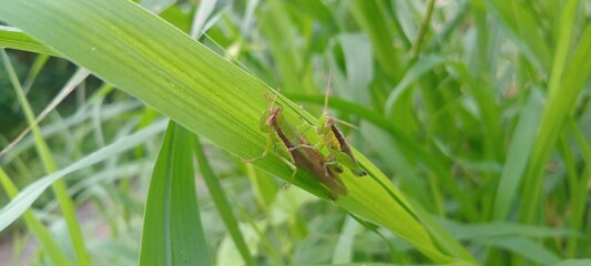 A small brown grasshopper clung to a green leaf, its body slender and calm, surrounded by dense grass that created a fresh natural atmosphere.