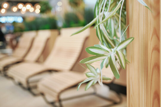 Green spider plant leaves hanging in stylish waiting area with blurred lounge chairs