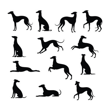 Greyhound Dog Silhouettes Set, Collection of Greyhound Poses Vector, Sleek Sighthound Silhouette Pack, Italian Greyhound or Whippet Black Icons, silhouette, vector, illustration.