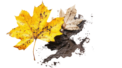 Wet mud stains combined with a single dry yellow leaf creating an earthy natural texture ideal for design elements isolated on white background
