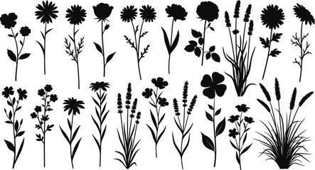 Collection of wildflower silhouettes, detailed botanical vector illustrations featuring various blooming plants, meadow flowers, floral stems and nature elements for decorative design projects